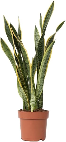 Sansevieria Laurentii — plante d'intérieur, tolère la faible luminosité